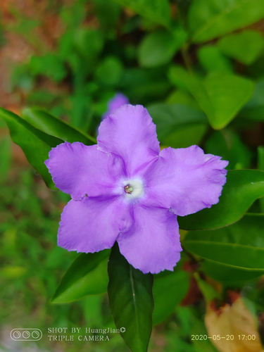 Brunfelsia (Brunfelsia latifolia)