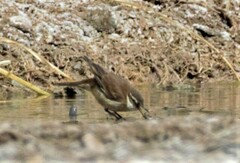 Cinclodes albiventris