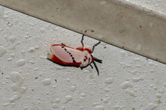 Trosia nigropunctigera