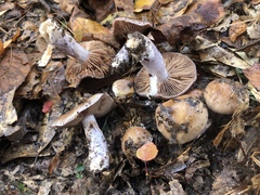 Cortinarius stillatitius
