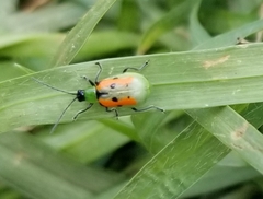 Diabrotica decempunctata