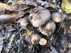 Cortinarius stillatitius
