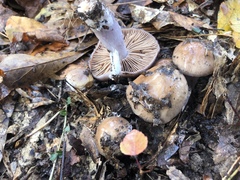 Cortinarius stillatitius