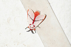 Trosia nigropunctigera