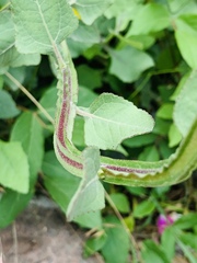 Verbesina tetraptera