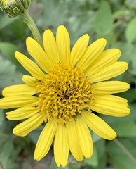 Verbesina tetraptera