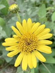 Verbesina tetraptera