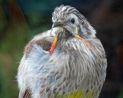 Anthochaera paradoxa