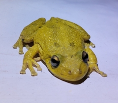 Scinax nasicus