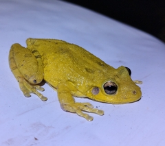 Scinax nasicus