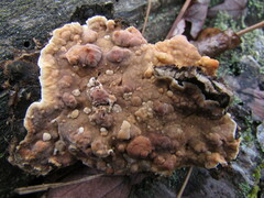 Dacryobolus karstenii