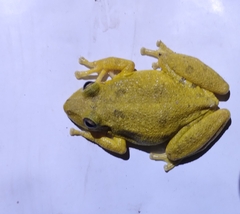 Scinax nasicus