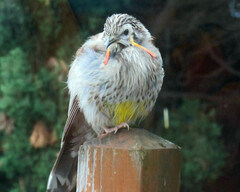 Anthochaera paradoxa