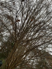 Lagerstroemia subcostata