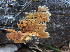 Botryobasidium simile