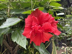 Hibiscus rosa-sinensis