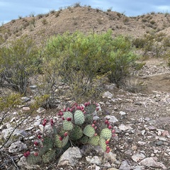 Opuntia macrocentra
