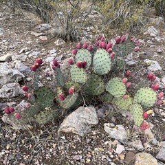 Opuntia macrocentra
