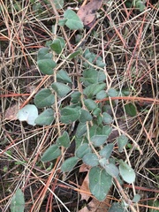 Lonicera hispidula