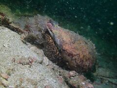 Cymbiola nobilis