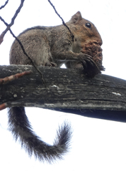 Funambulus palmarum
