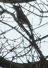Colaptes auratus