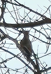 Colaptes auratus