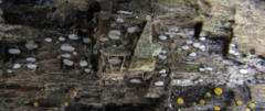 Propolis farinosa