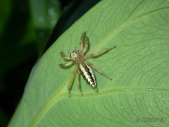 Telamonia