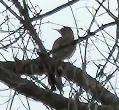 Colaptes auratus