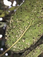 Aleuroplatus coronata