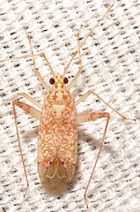 Phytocoris depictus