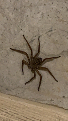 Selenops mexicanus