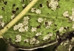 Aleuroplatus coronata