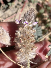 Dalea mollis