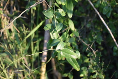 Cocculus diversifolius