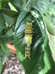 Papilio aegeus aegeus