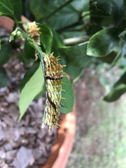 Papilio aegeus aegeus