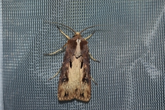 Agrotis robusta