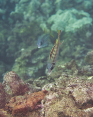 Neoniphon sammara
