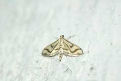 Perisyntrocha ossealis