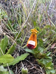 Calceolaria uniflora