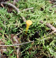 Gloioxanthomyces nitidus
