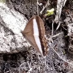 Oressinoma sorata