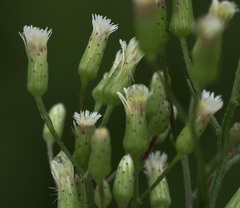 Erigeron canadensis pusillus