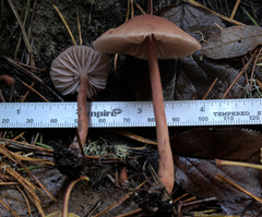 Laccaria bicolor