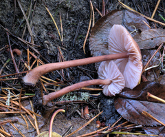 Laccaria bicolor