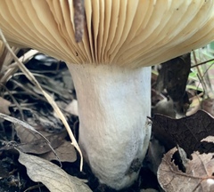 Russula mexicana