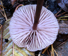 Laccaria bicolor