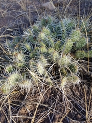 Opuntia fragilis